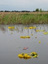 Wreaths of Dandelions are worn by Russian women and thrown into the water - RUSSIA